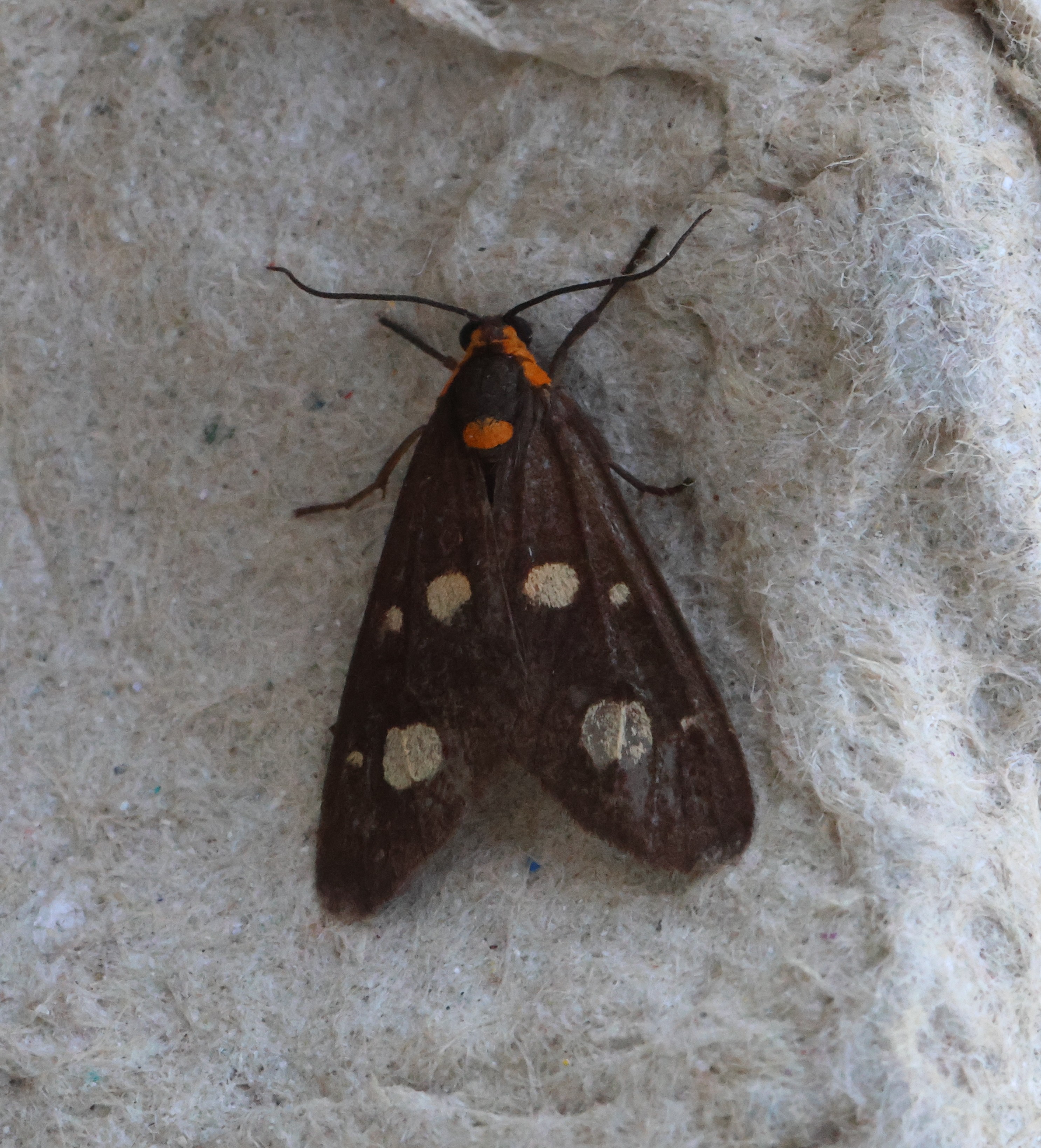 Photo of Dysauxes famula